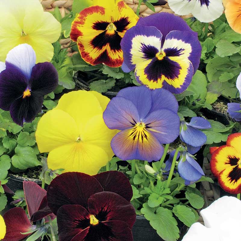 Pensé 'Florist Strain' mix