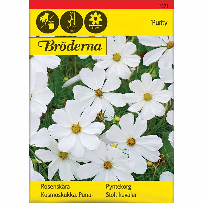 Rosenskära 'Purity'