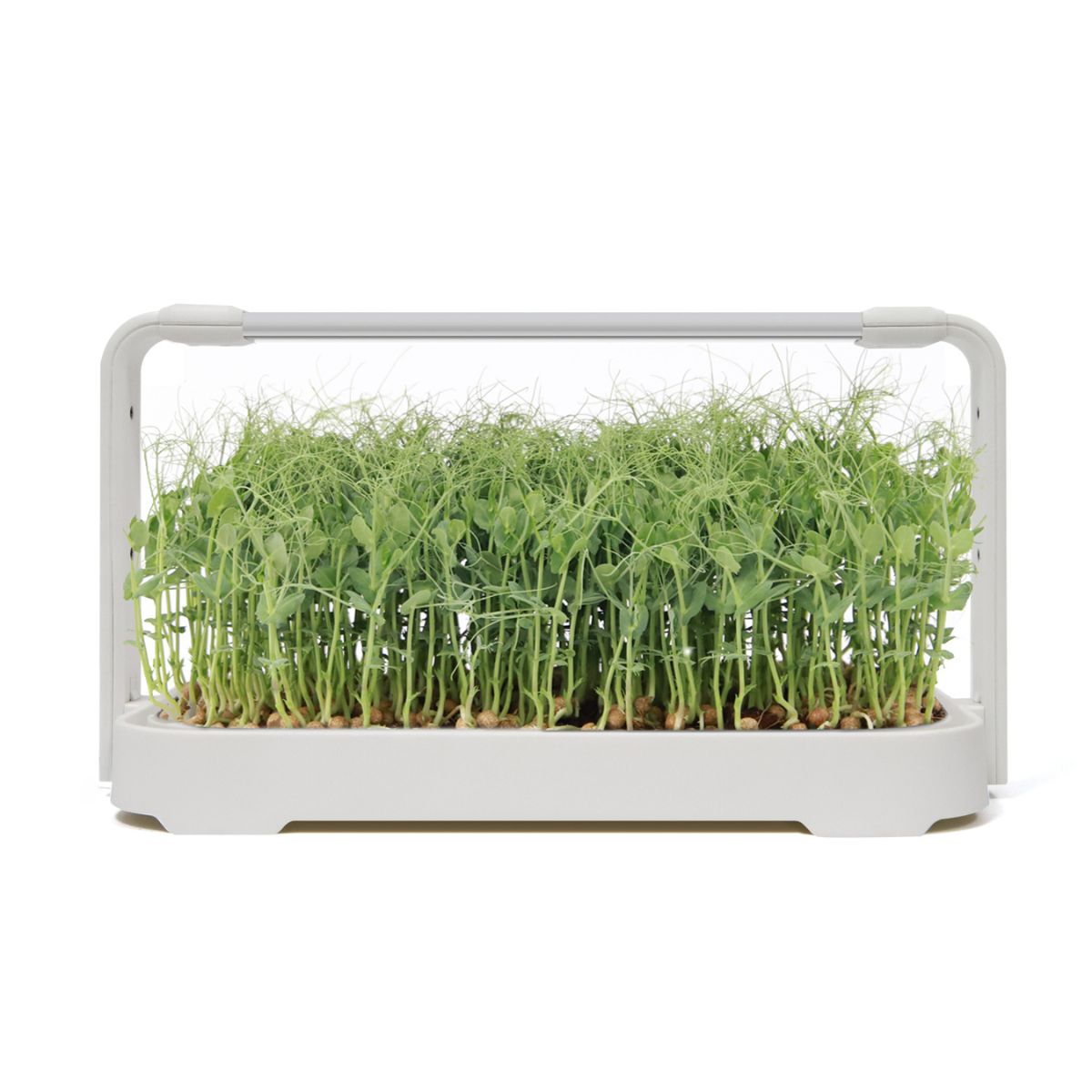 Urban Root Grove White