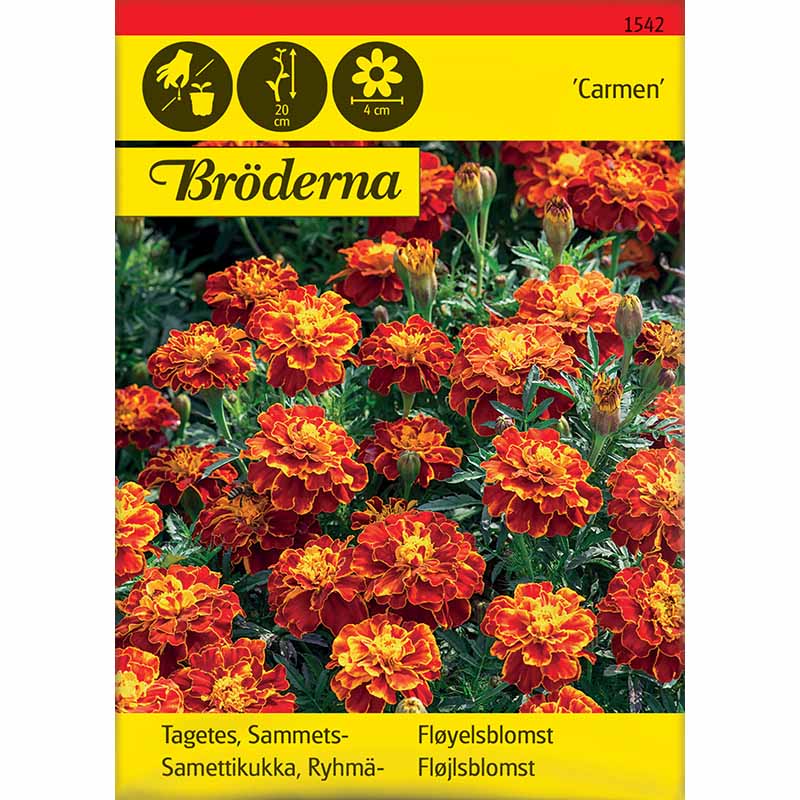 Sammetstagetes 'Carmen'