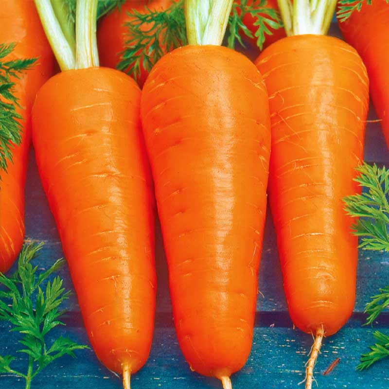 Vintermorot 'Flakkée 2' Såband