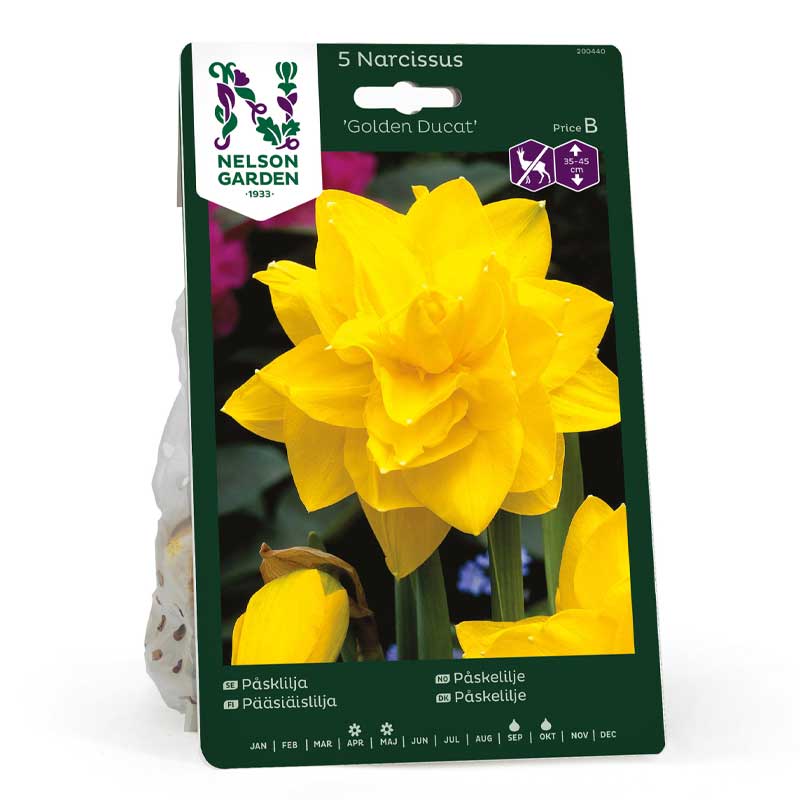 Påsklilja 'Golden Ducat'