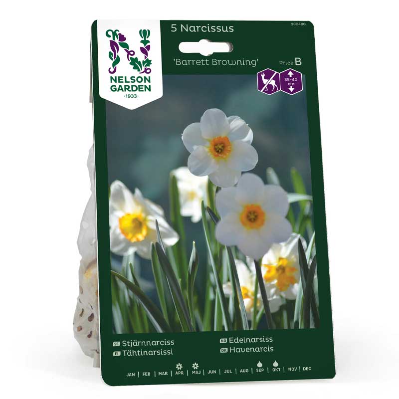 Stjärnnarciss 'Barrett Browning'