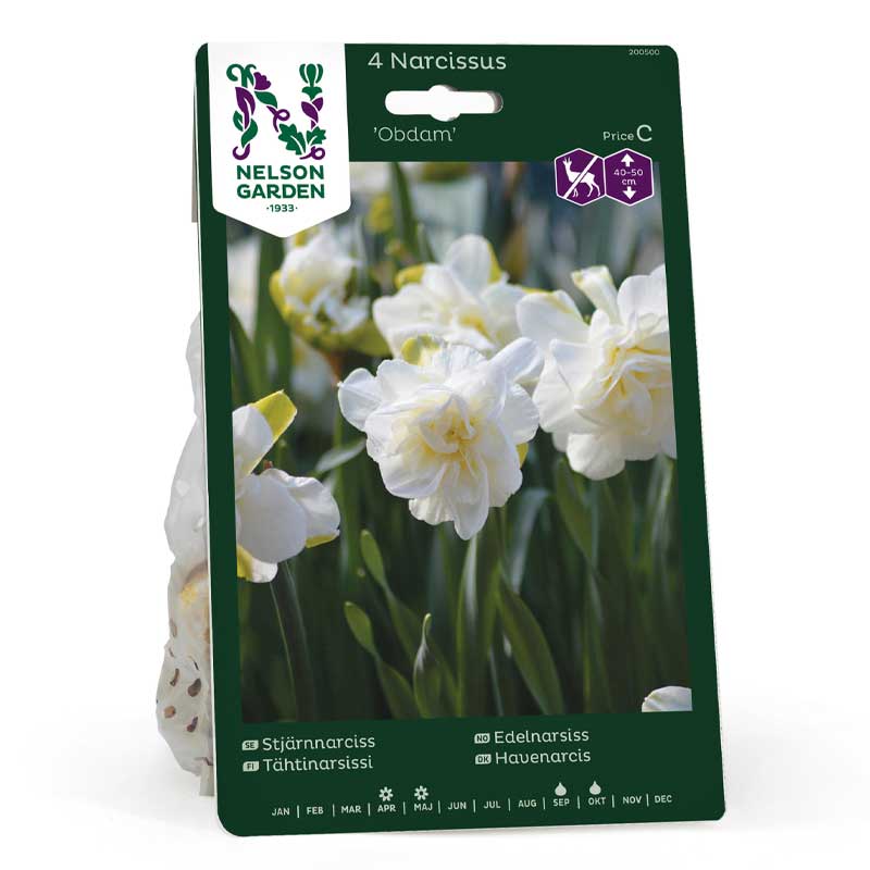 Stjärnnarciss 'Obdam'