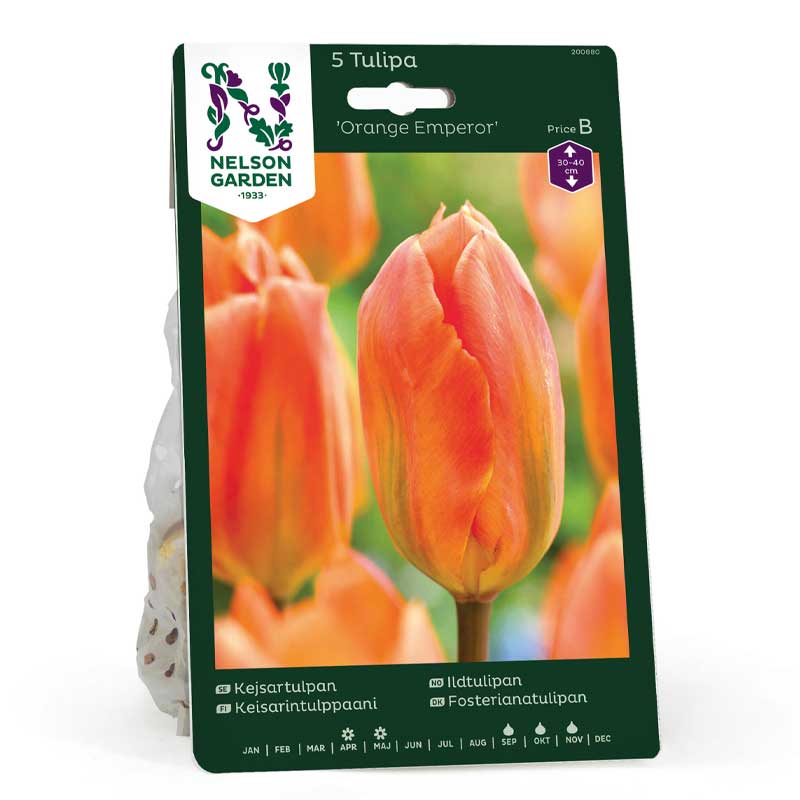 Kejsartulpan 'Orange Emperor'