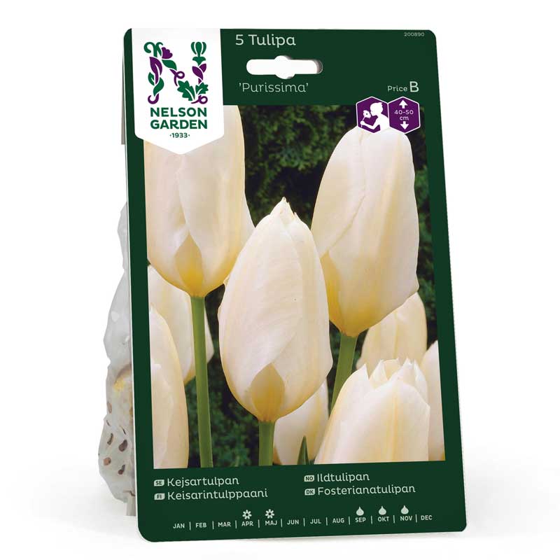 Kejsartulpan 'Purissima'