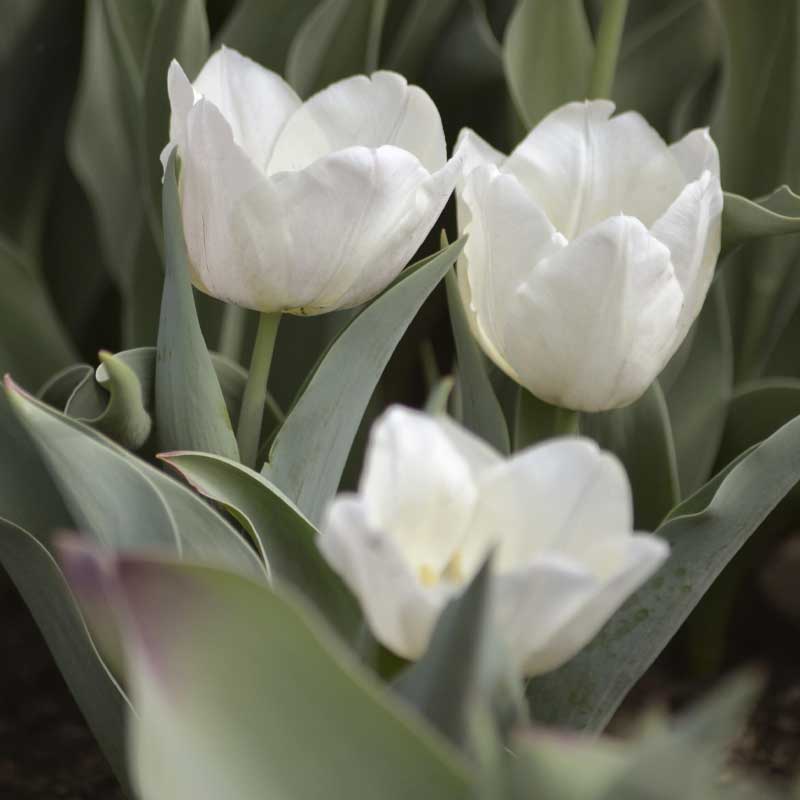 Kejsartulpan 'Purissima'