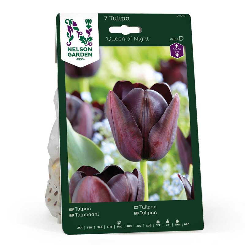 Tulpan 'Queen of Night'