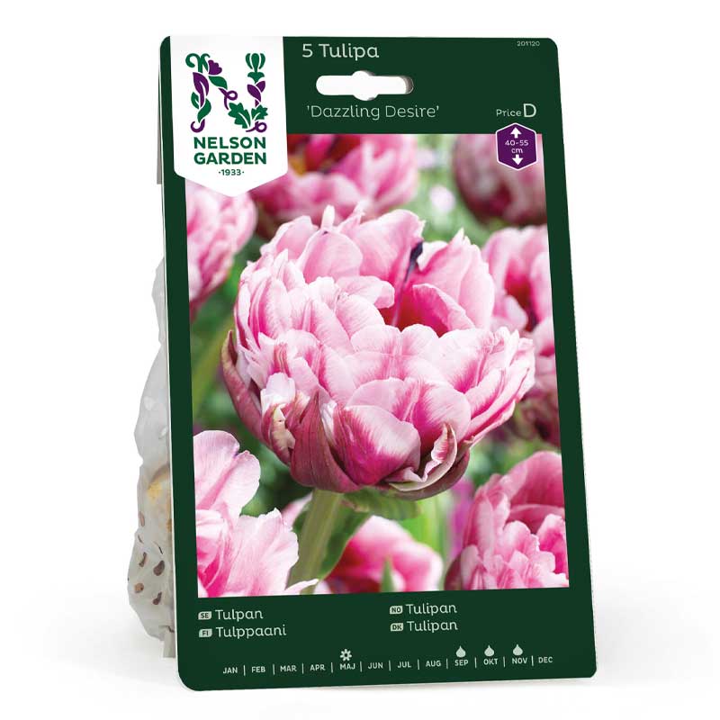 Tulpan 'Dazzling Desire'