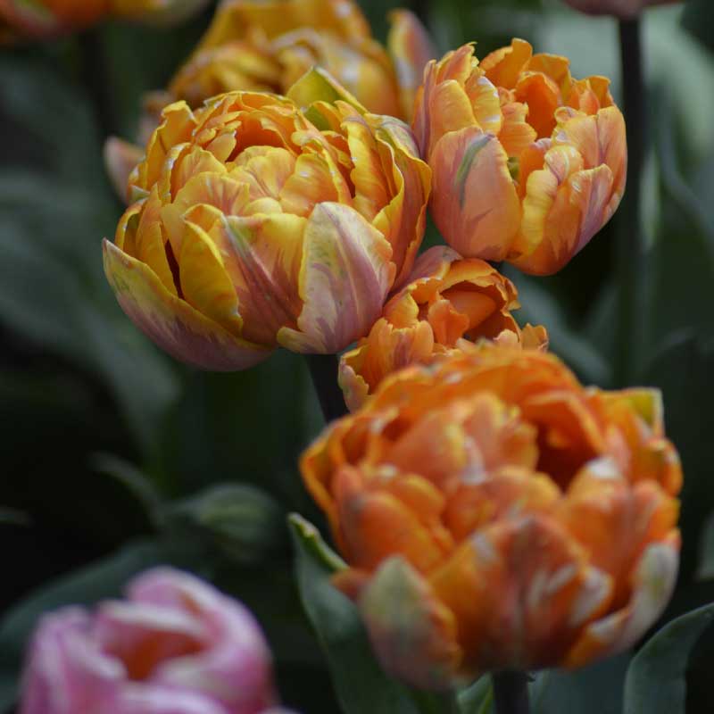 Tulpan 'Orange Princess'