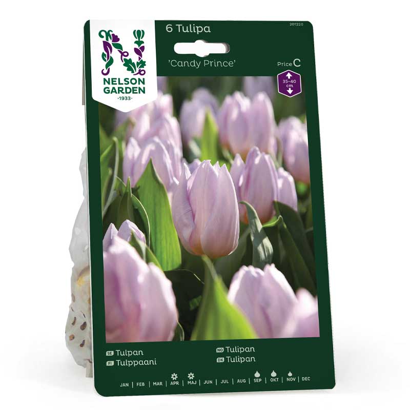 Tulpan 'Candy Prince'