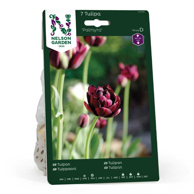 Tulpan 'Palmyra'