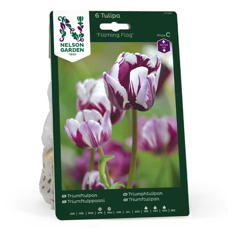 Triumftulpan 'Flaming Flag'