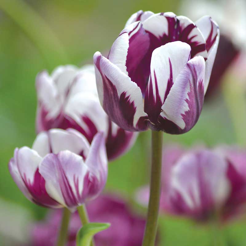 Triumftulpan 'Flaming Flag'