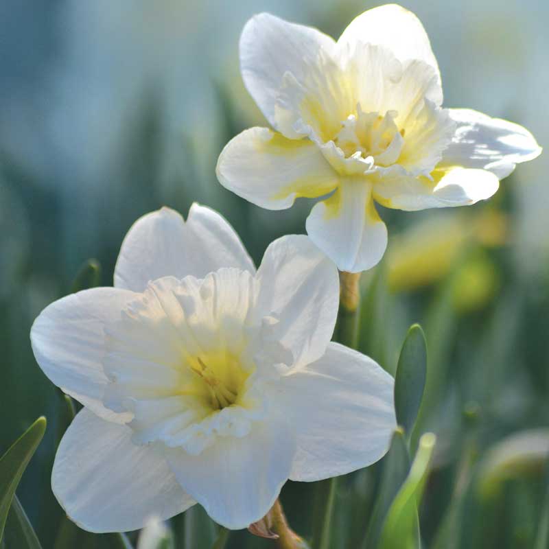 Påsklilja 'Mount Hood'