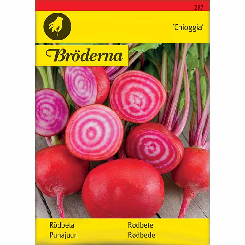 Rödbeta 'Chioggia'