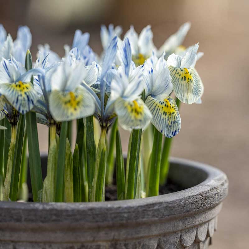 Våriris 'Katharine Hodgkin'