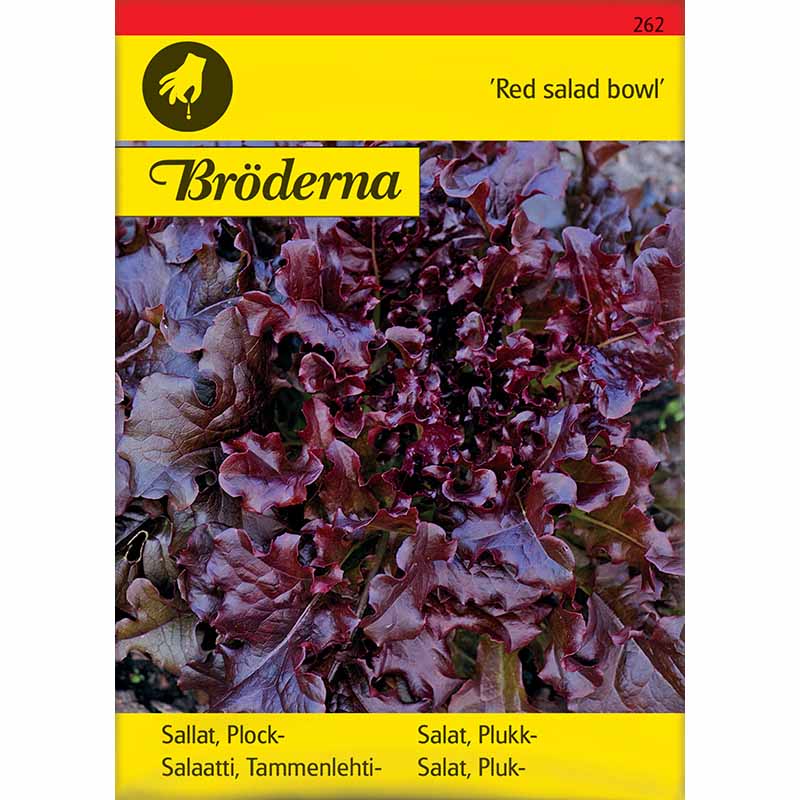 Plocksallat 'Red salad bowl'