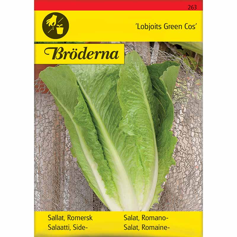 Sallat 'Lobjoits Green Cos'