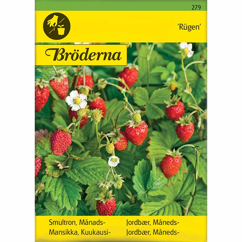 Månadssmultron 'Rügen'