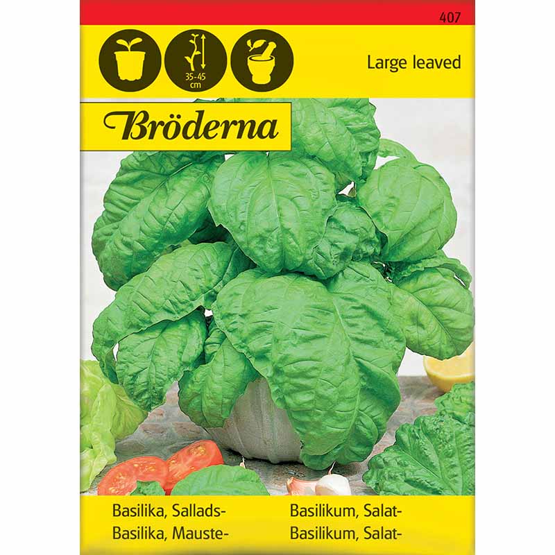 Bailika 'Large leaved'