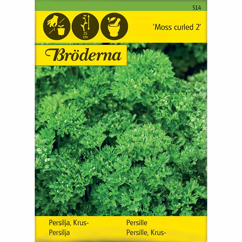 Bladpersilja 'Moss curled 2'