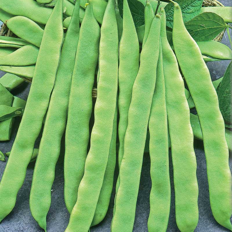 Skärböna 'Admires'