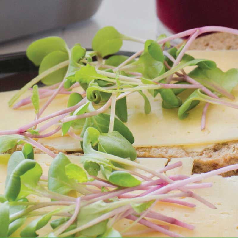 Micro Leaf Bladrädisa 'Sangria'