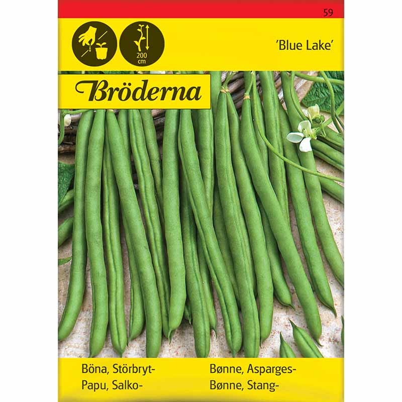 Störbrytböna 'Blue lake'