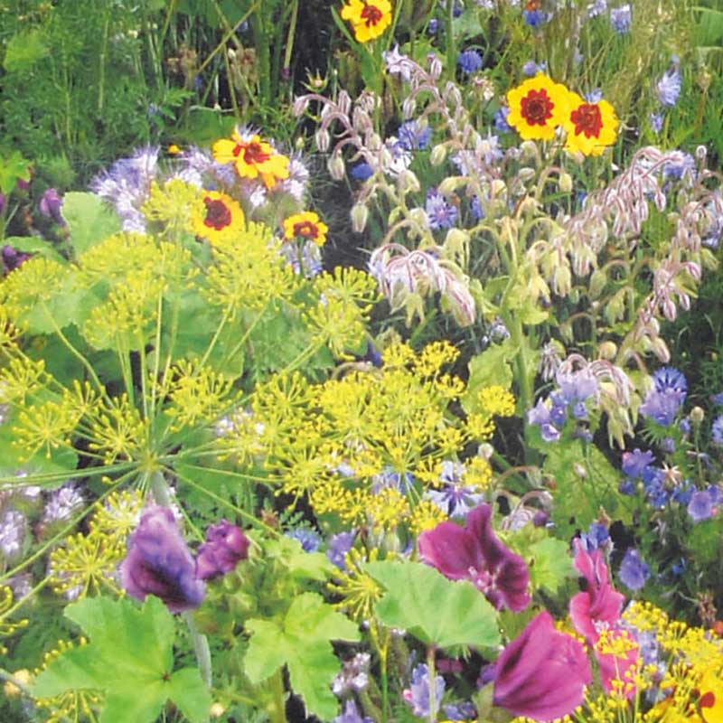 Blommor för bin och fjärilar