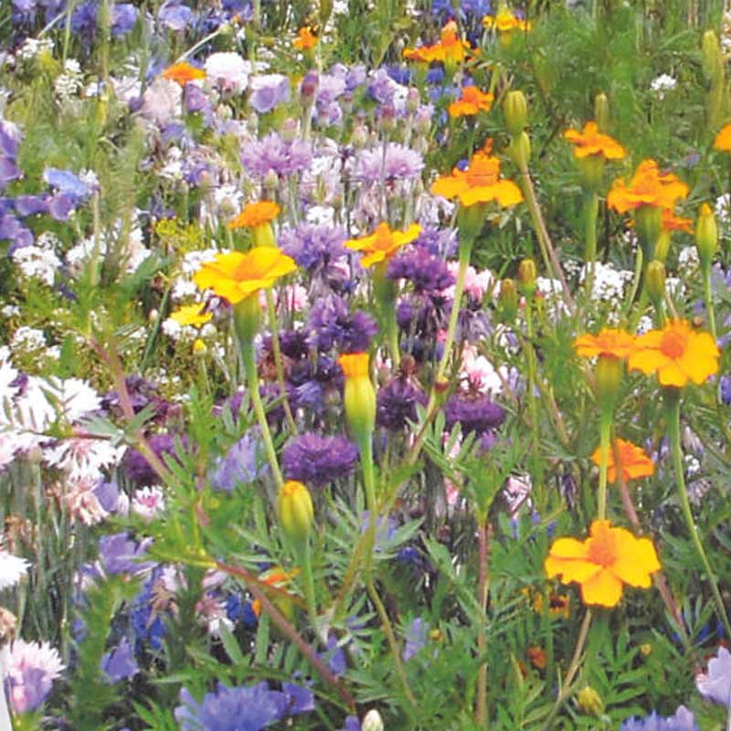 Blommor för nyttoinsekter