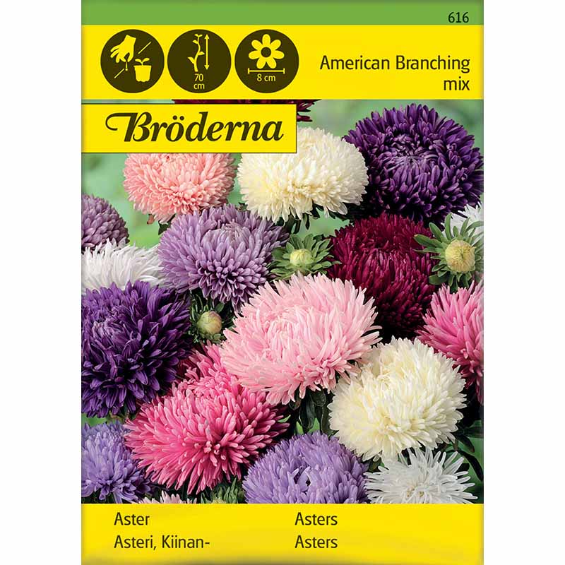 Amerikansk Buskaster