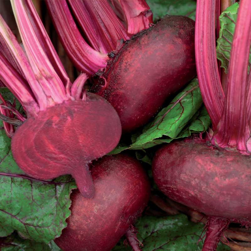 Rödbeta 'D' Egypte'