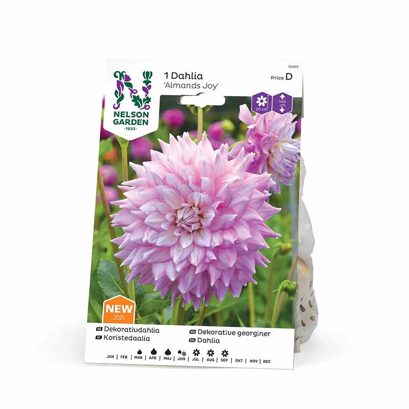 Dekorativdahlia 'Almands Joy'