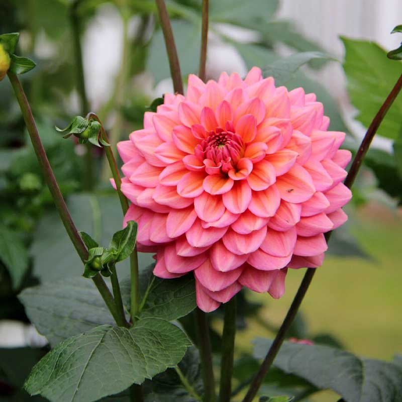 Dekorativdahlia 'Salmon Runner'