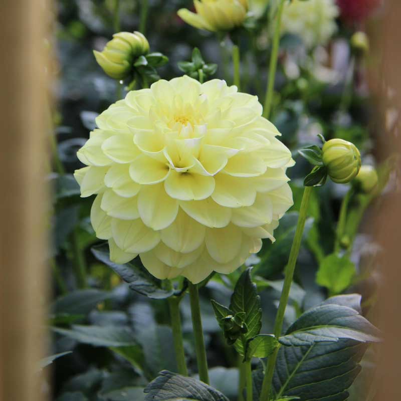 Dekorativdahlia 'Caramel Antique'