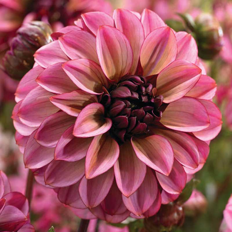 Dekorativdahlia 'Seniors Hope'