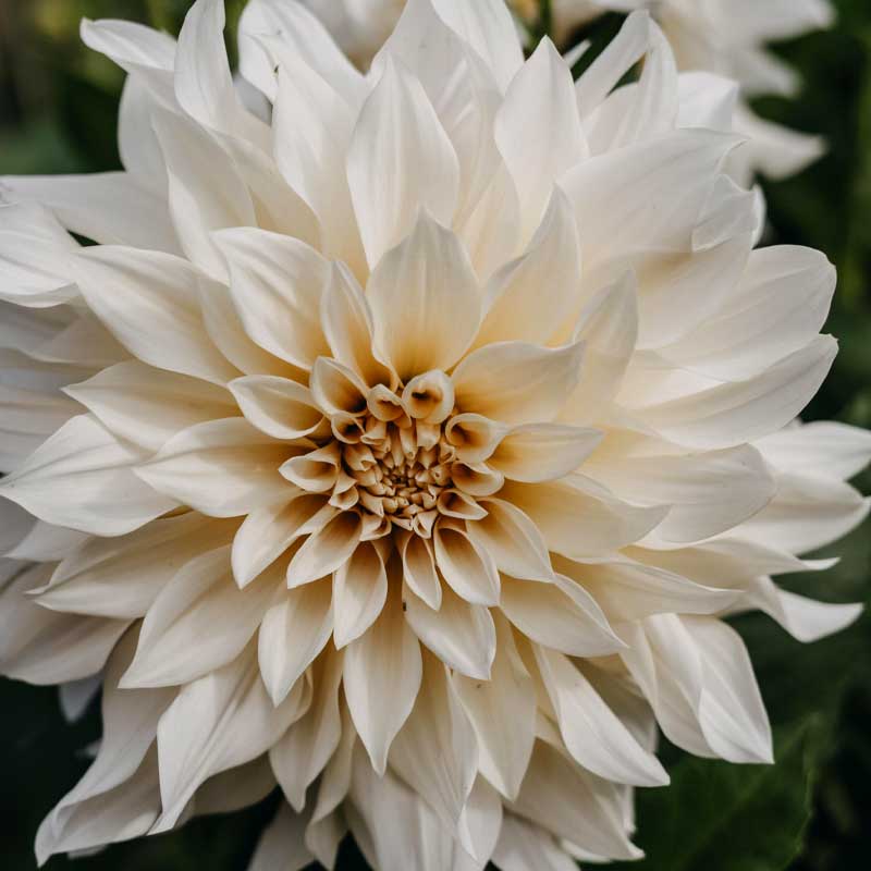 Dekorativdahlia 'Café au Lait'