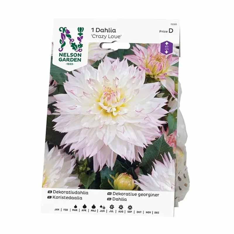 Dekorativdahlia 'Crazy Love'