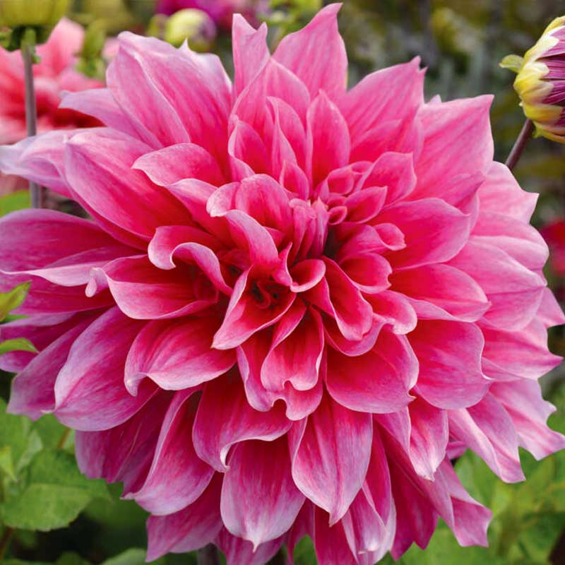 Dekorativdahlia 'Emory Paul'