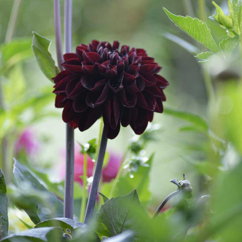 Dekorativdahlia 'Manoa'
