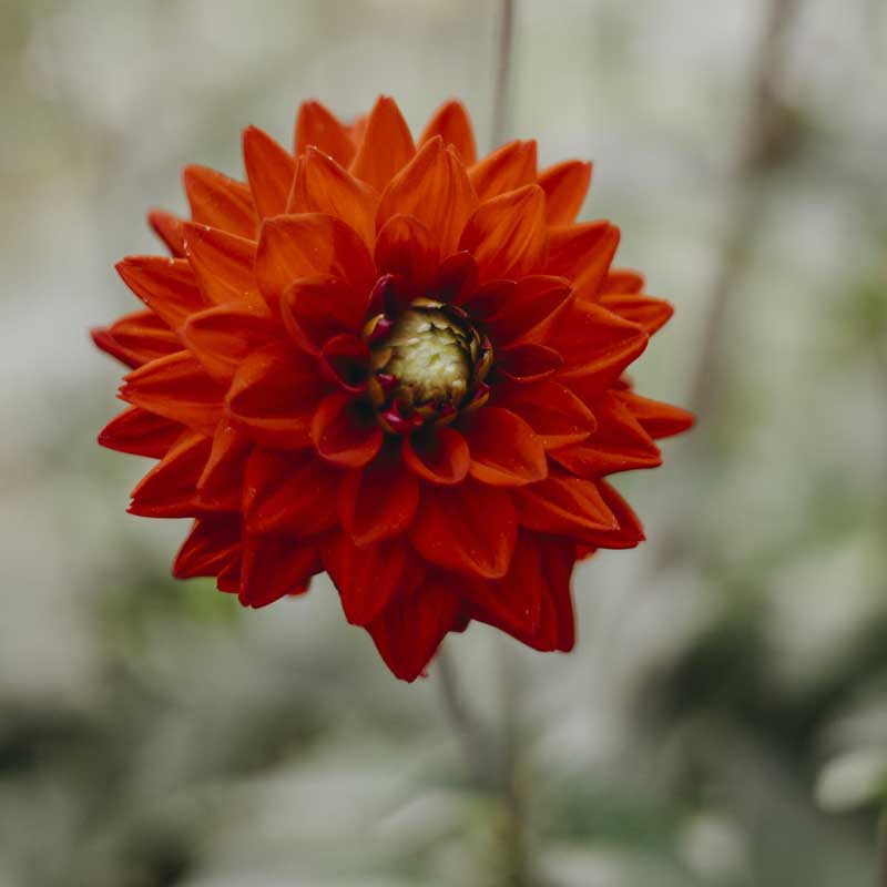 Dekorativdahlia 'Red Silence'