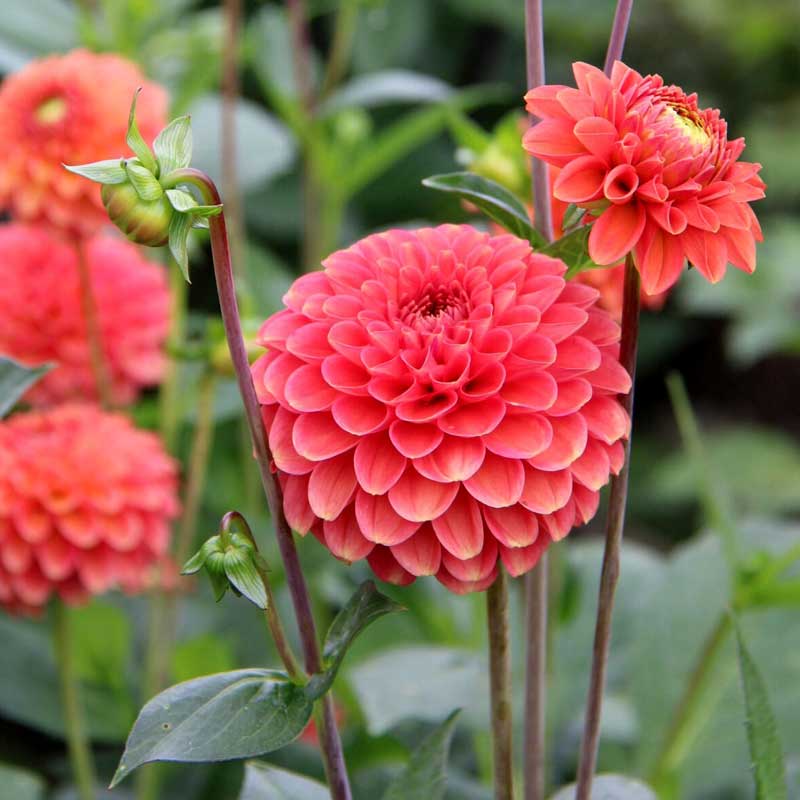 Dekorativdahlia 'Zundert Mystery Fox'