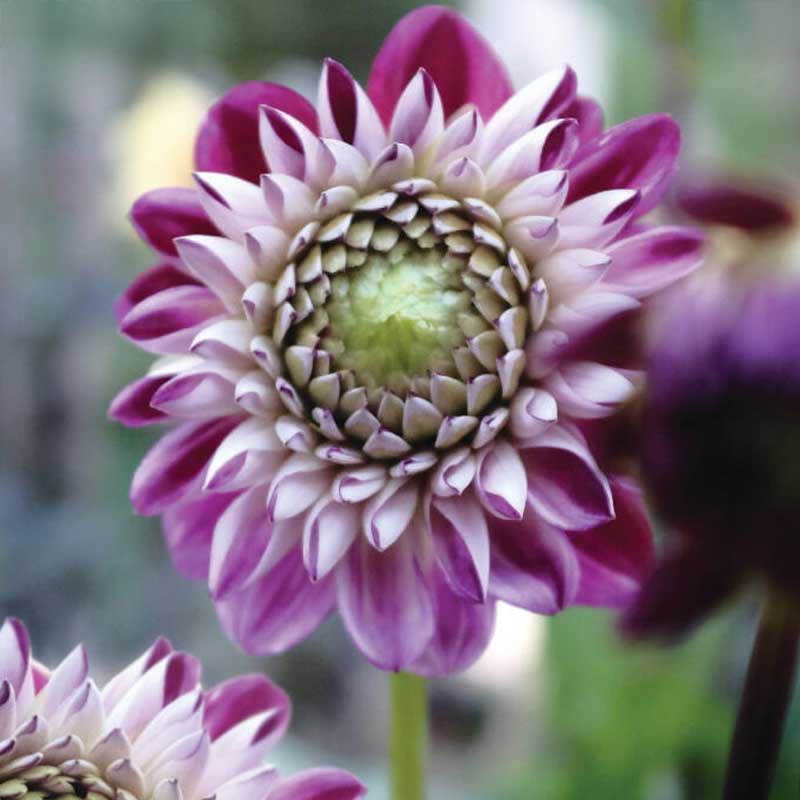 Bolldahlia 'Embassy'