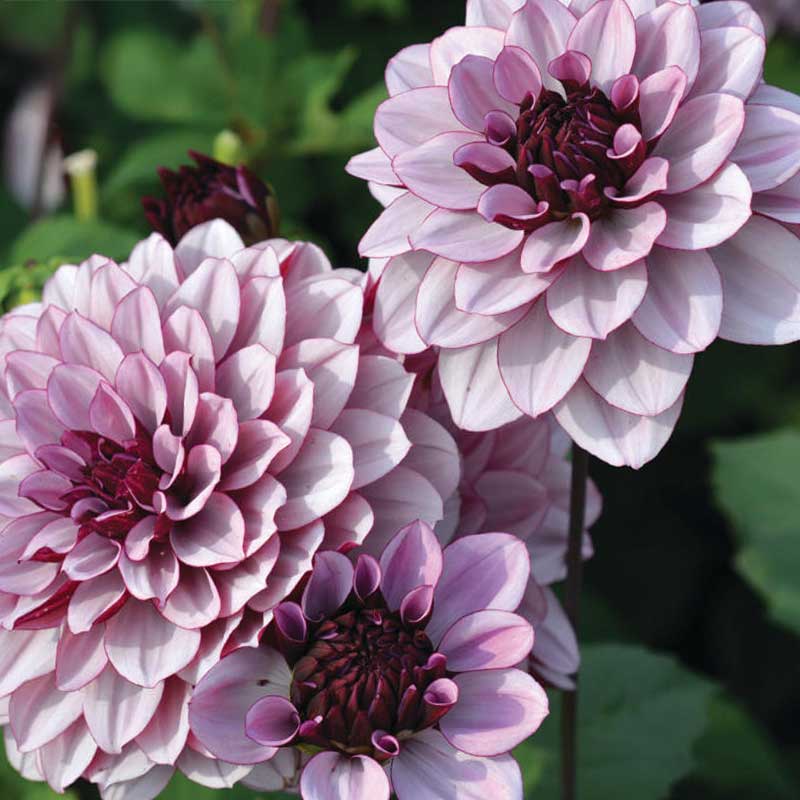 Näckrosdahlia 'Créme de Cassis'