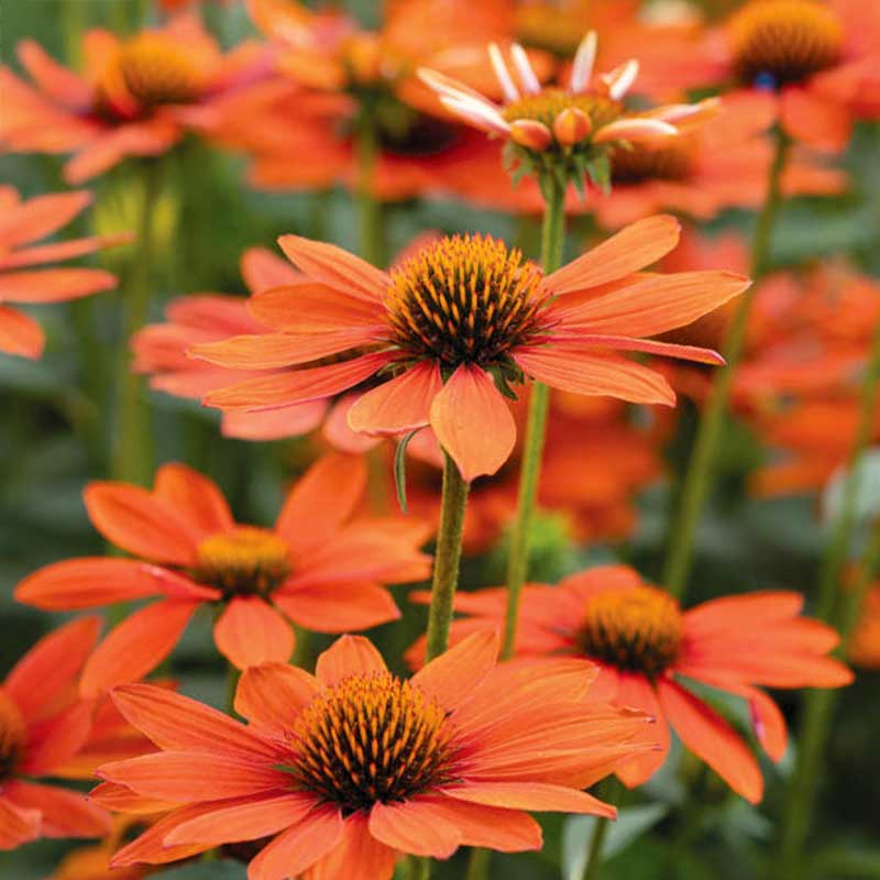 Orange Solhatt 'Lakota Orange'