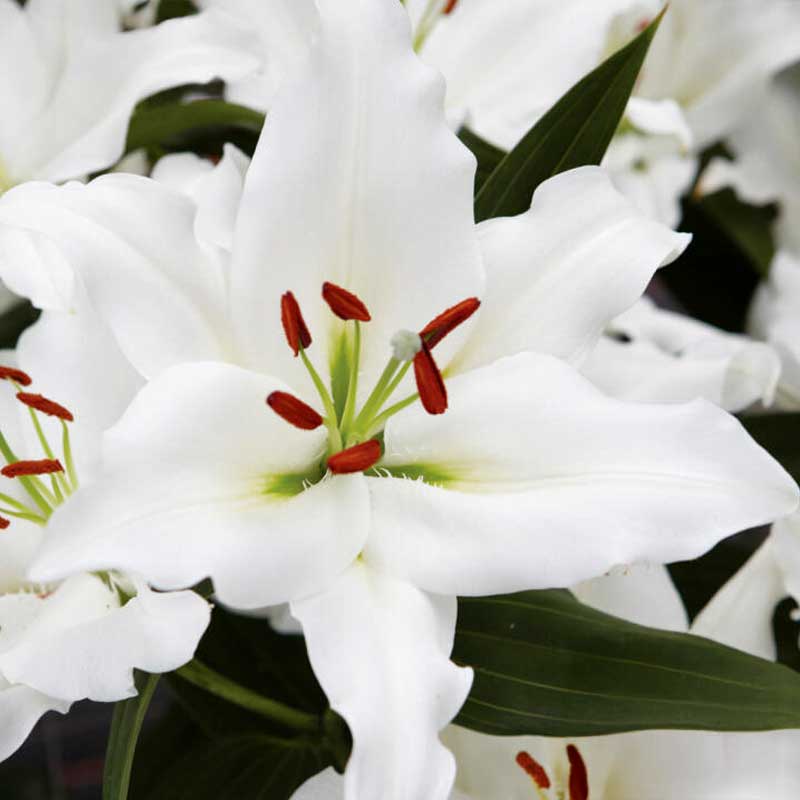 Orientlilja 'Rialto'