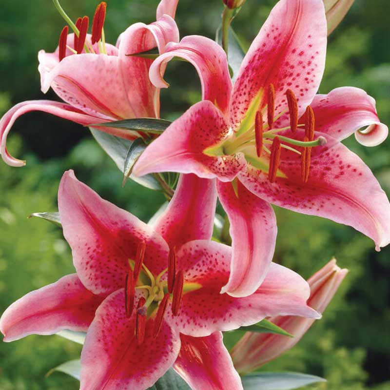 Orientlilja 'Star Gazer'