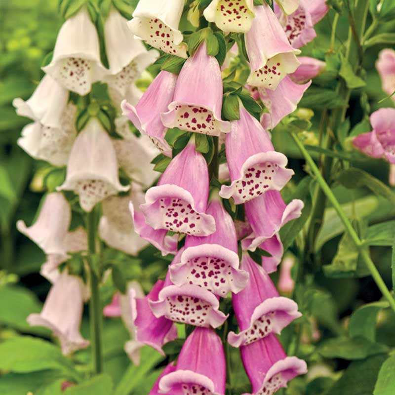 Fingerborgsblomma Mix