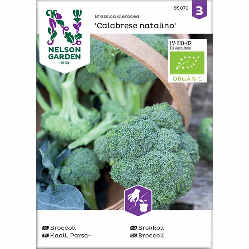 Broccoli 'Calabrese natalino'